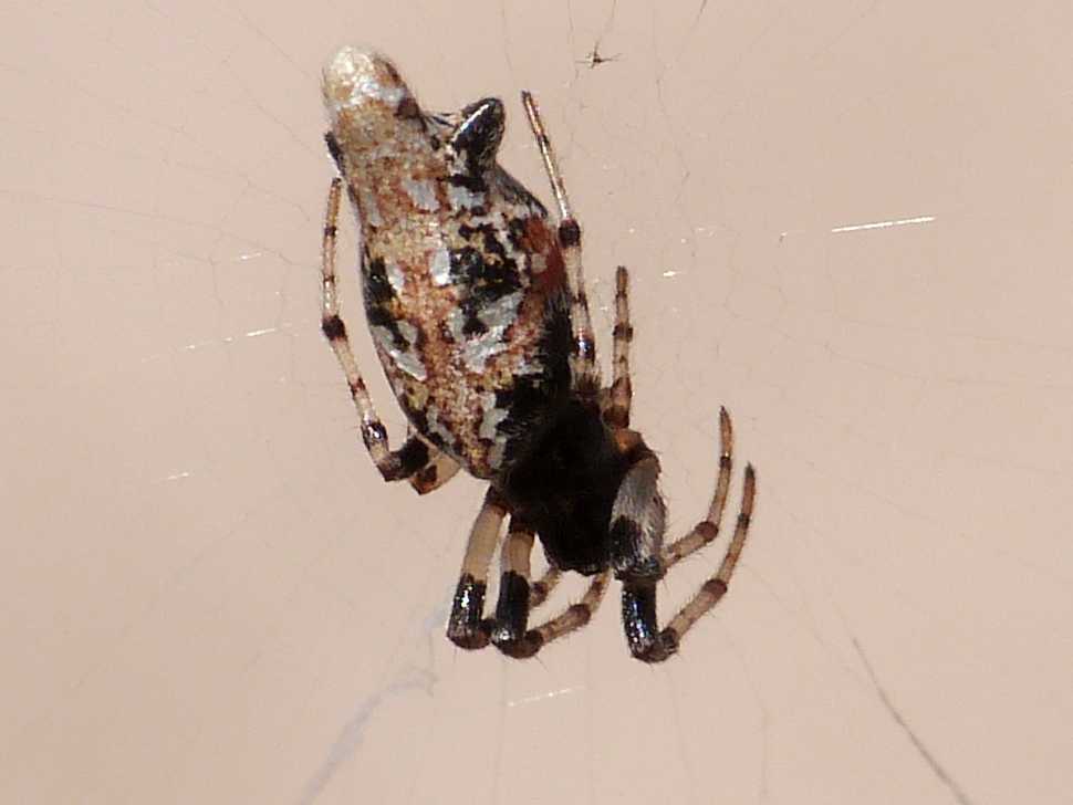 Cyclosa insulana - Palau (OT)
